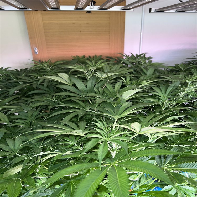 福州LED八爪魚植物燈廠家供應(yīng)新加坡工業(yè)大麻種植補光燈