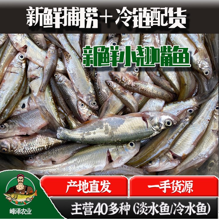 新鮮小白魚批發(fā)白條魚批發(fā)多錢一斤大量收購(gòu)白條魚魚干