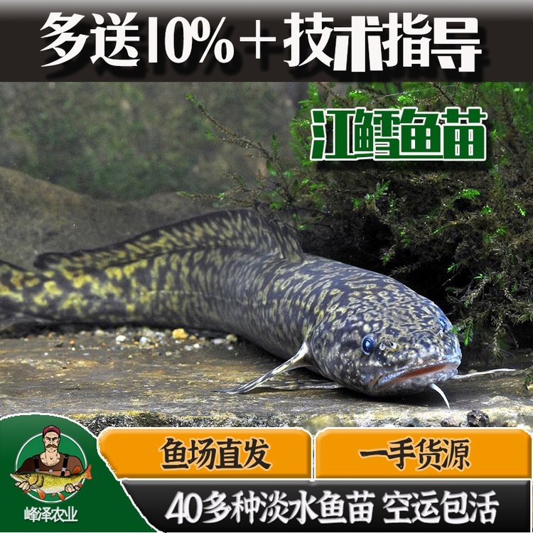 黑龍江本地江鱈苗批發(fā)活體5-8厘米山鯰魚苗吉林產(chǎn)地山鱈貨源供應