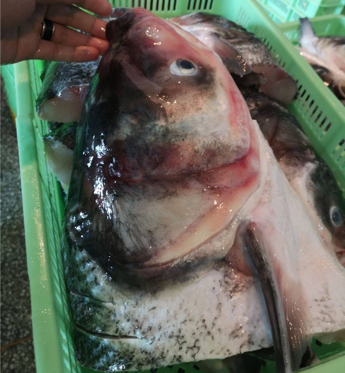 冰鮮花鰱魚頭供應商冰鮮花鰱魚頭廠家直銷凍花鰱魚頭多錢一斤