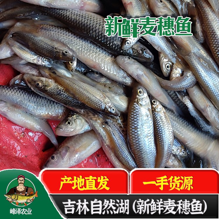 吉林火焙魚原料麥穗魚批發(fā)曬魚干原料麥穗魚批發(fā)345公分小號麥穗魚