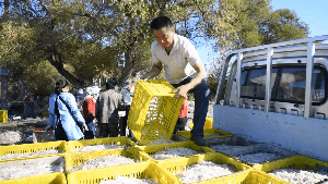 人工采卵孵化銀魚卵批發(fā)吉林水庫(kù)銀魚苗投放價(jià)格采購(gòu)銀魚受精卵價(jià)格