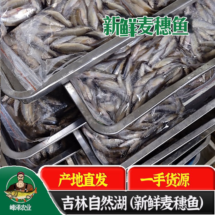 大量批發(fā)456厘米中號麥穗魚新鮮火焙魚加工廠家原生態(tài)小河魚產(chǎn)地供應(yīng)