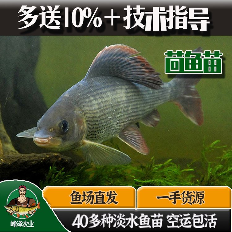 長期供應冷凍斑鱒子魚東北產(chǎn)地銷售冷凍茴魚黑龍江冷凍茴魚供應商