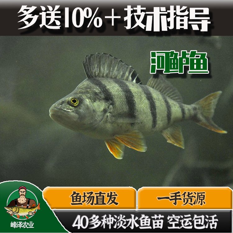 新疆特產(chǎn)五道黑魚批發(fā)福海冷水魚五道黑價格食用冷凍河鱸五道黑魚廠家