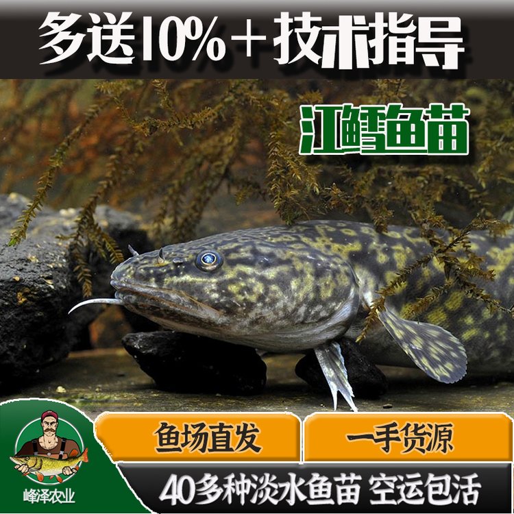 北京放生專用魚苗大量供應(yīng)北京淡水魚苗養(yǎng)殖基地品種齊全送貨上門