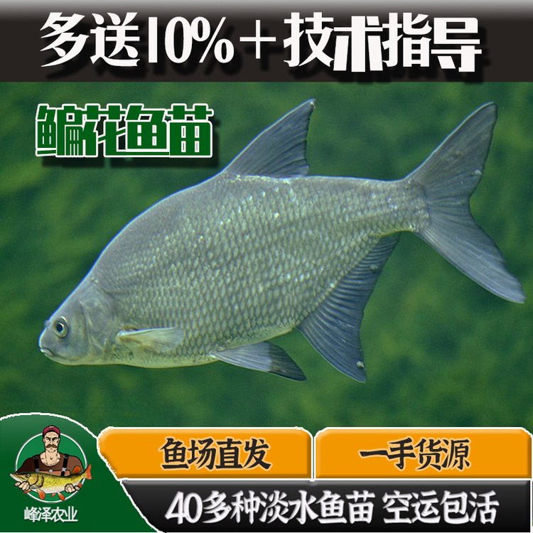 牙克石市花白鰱魚苗批發(fā)冷水魚苗批發(fā)細鱗魚苗批發(fā)