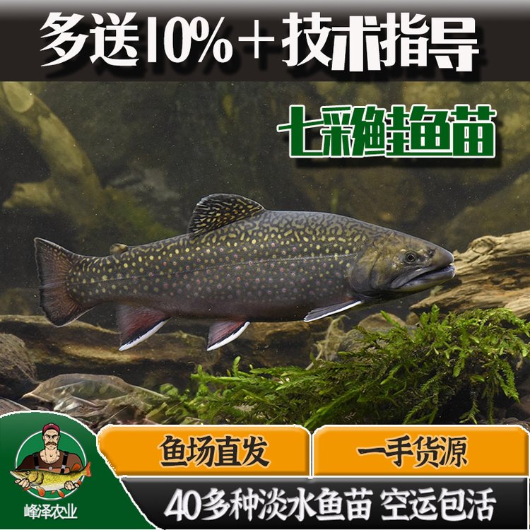 冷凍七彩鮭魚產(chǎn)地貨源冷凍七彩鮭魚批發(fā)商報價3-5斤冷凍七彩鮭魚加工廠