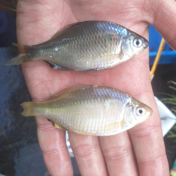 大量出售葫蘆子魚葫蘆子魚批發(fā)市場鳑鲏葫蘆子魚多錢一斤