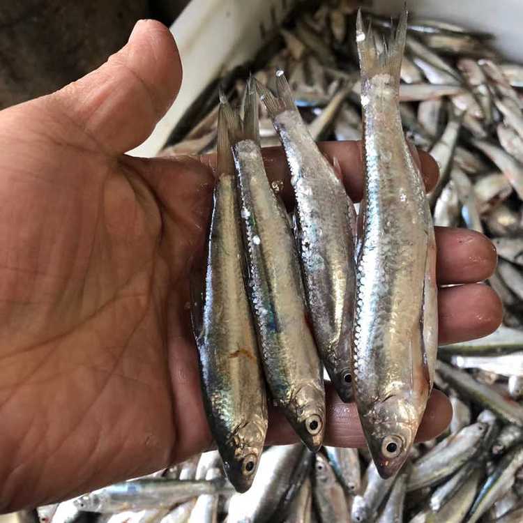 大量高價收購山根魚山坑魚蝦虎魚豪根魚小黃魚