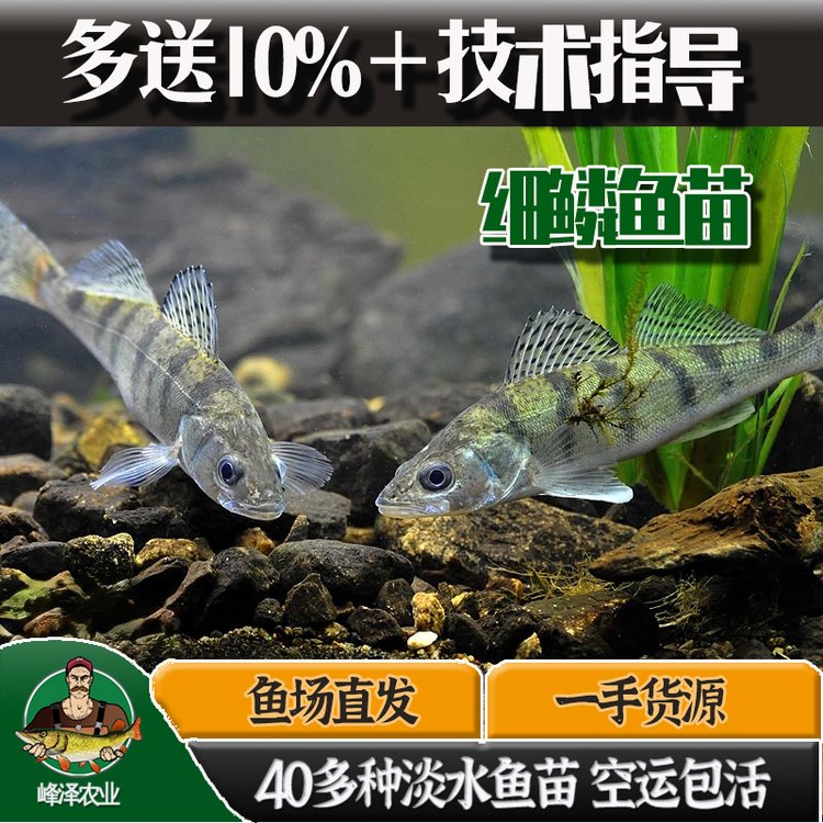 黑龍江本地繁育梭鱸魚苗3-5厘米九道黑魚苗價(jià)格黑龍江產(chǎn)梭鱸魚苗一手貨源