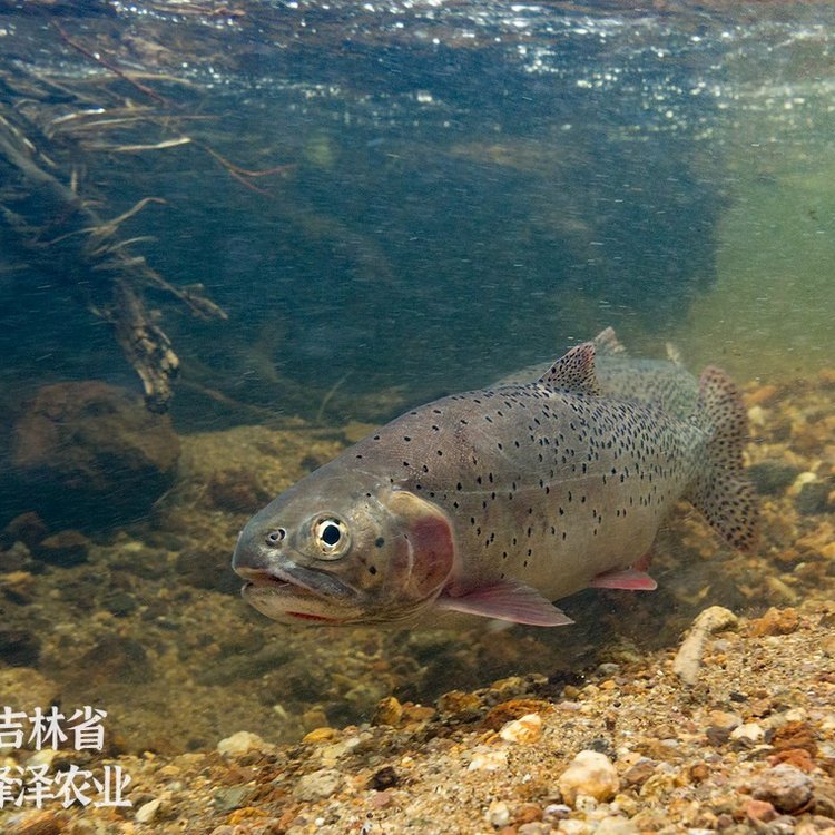 冷水魚(yú)虹鱒苗批發(fā)價(jià)格水庫(kù)塘養(yǎng)虹鱒供應(yīng)水電站增殖放流虹鱒苗