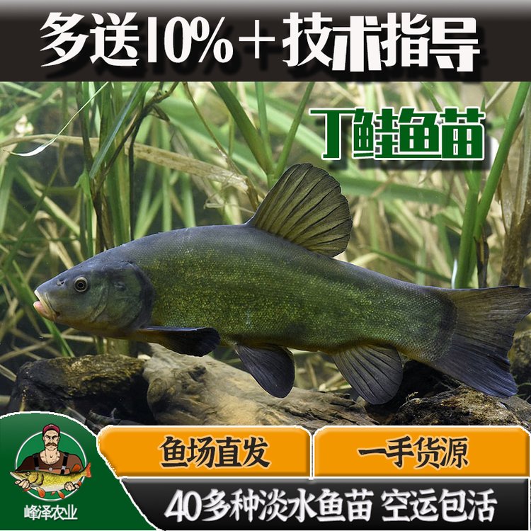 長期大量出售丁桂魚苗人工養(yǎng)殖丁桂魚苗供應(yīng)丁桂魚苗多錢一尾