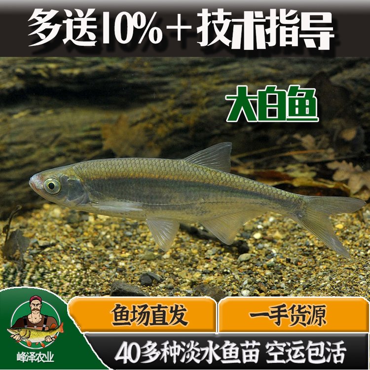 東北地區(qū)大白魚苗批發(fā)翹嘴大白魚人工育苗基地大白魚規(guī)模化養(yǎng)殖場