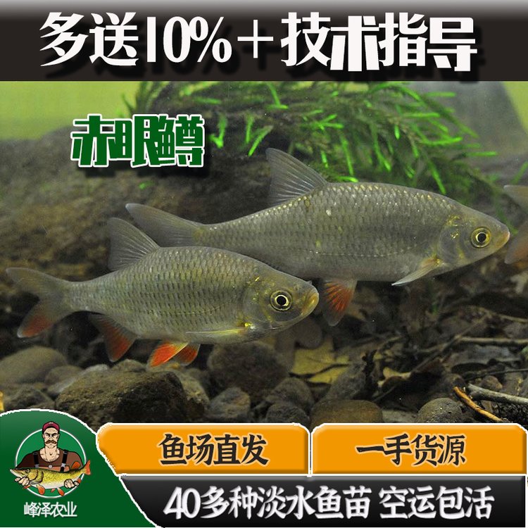 黑龍江冬釣赤眼鱒苗吉林江河放生赤眼鱒苗淡水紅眼魚苗