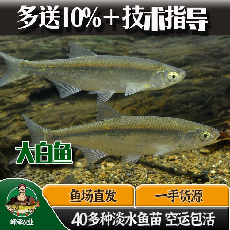 長期供應(yīng)各種冷凍大白魚廠家銷售冷凍大白魚黑龍江冷凍大白魚供應(yīng)商