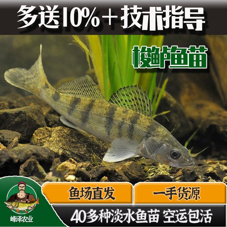 遼寧梭鱸魚苗批發(fā)九道黑魚苗夏花河鱸魚苗水花五道黑魚苗活體