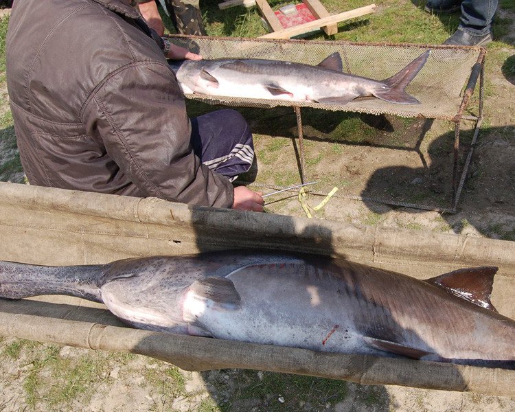 廣西鴨嘴魚(yú)銷售公司南寧鴨嘴魚(yú)苗供應(yīng)商廣西商品鴨嘴魚(yú)廠家直