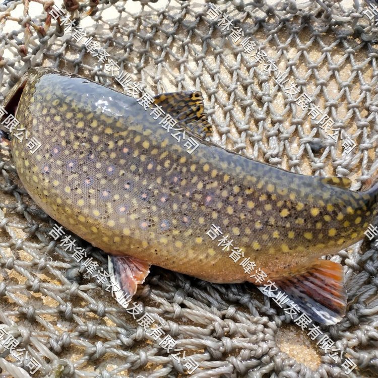 美洲七彩鮭魚商品魚批發(fā)美國紅鮭魚魚苗價格美洲紅點鮭魚市場價格