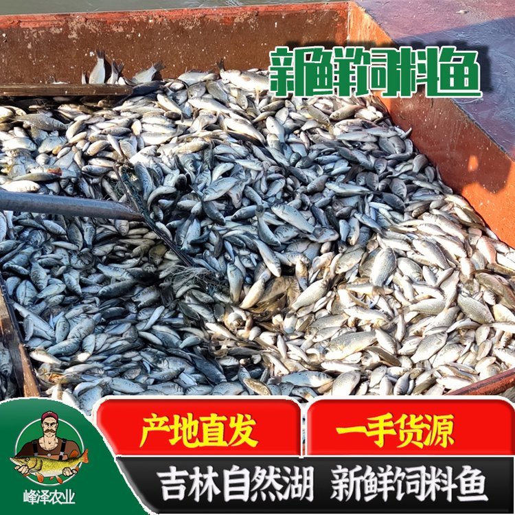 淡水鮮活飼料小鯽魚廠家黃鱔養(yǎng)殖基地專用飼料魚批發(fā)冷庫直發(fā)飼料魚3000\/噸