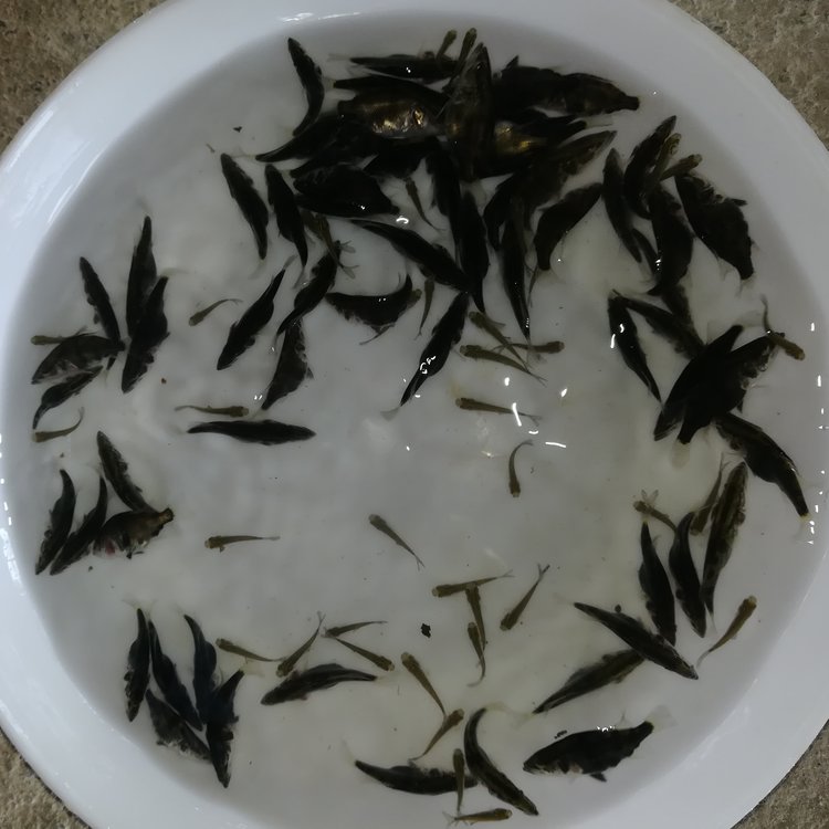 黑龍江鰲花魚苗全國空運(yùn)桂魚苗大量供應(yīng)養(yǎng)殖鱖魚苗價(jià)格