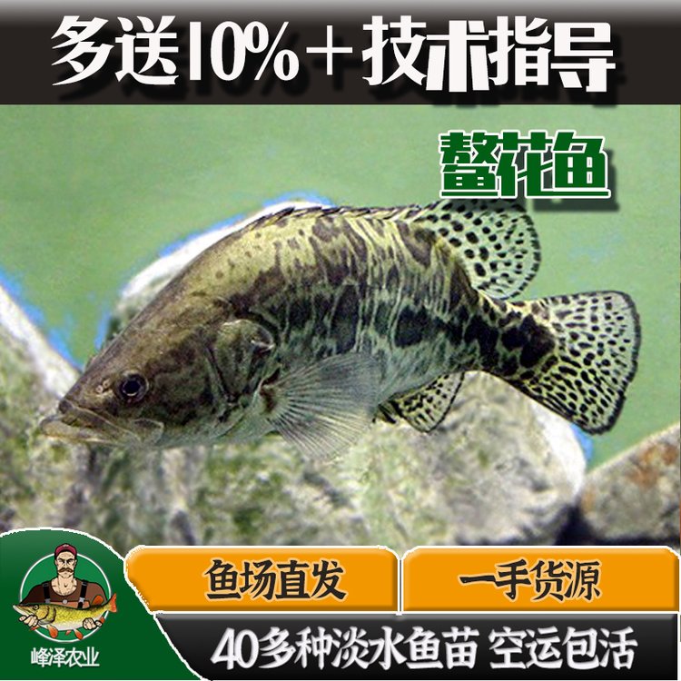 東北冷水魚批發(fā)鰲花魚大白魚江鱈苗柳根魚苗東北冷水魚苗品種