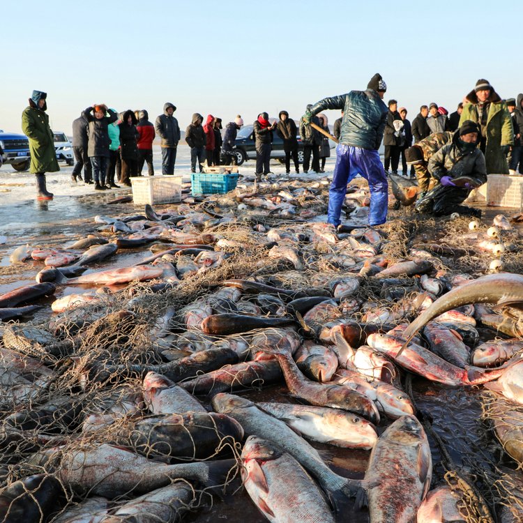 長期大量供應(yīng)東北胖頭魚東北胖頭魚貨源價格東北胖頭魚批發(fā)價