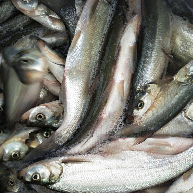 水電大壩放流翹嘴魚苗生態(tài)放流魚苗大白魚水花東北冷水魚大白魚苗