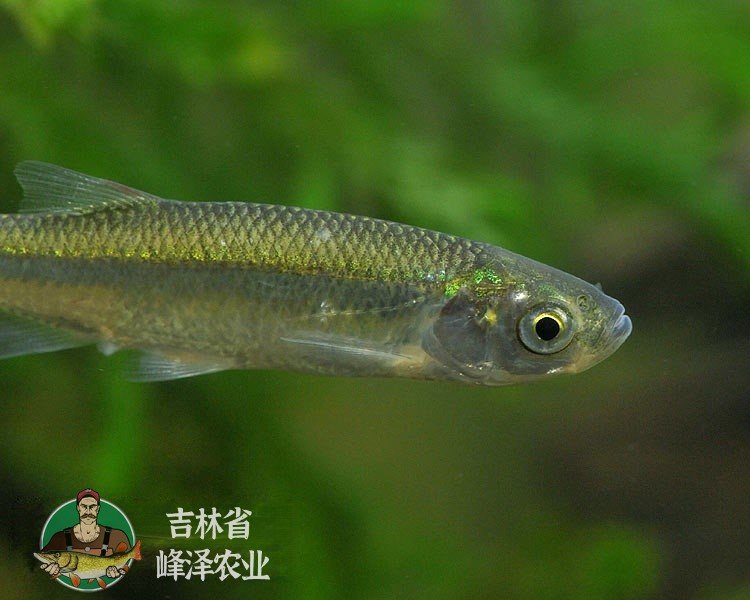 大量出售白條魚(yú)苗人工養(yǎng)殖白條魚(yú)苗供應(yīng)白條魚(yú)苗多錢一尾