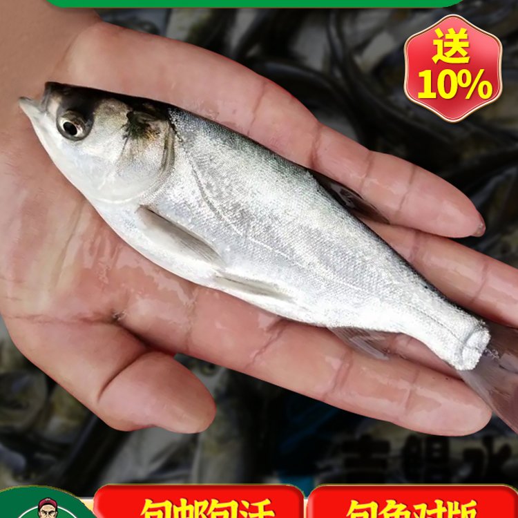 北安附近淡水魚苗批發(fā)嫩江魚苗養(yǎng)殖場(chǎng)五大連池附近魚苗養(yǎng)繁殖基地