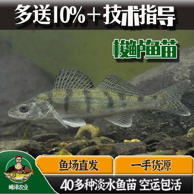 黑龍江鮮活梭鱸魚苗貨源冬天放釣垂釣九道黑魚苗一手貨源產(chǎn)地直發(fā)