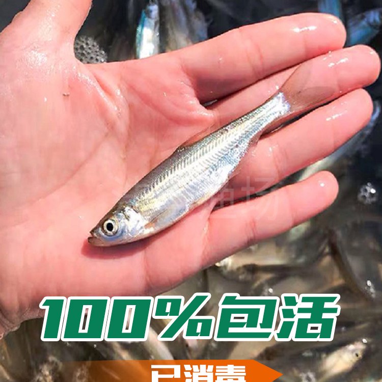 大興安嶺花白鰱魚苗呼瑪縣鯽魚鯉魚苗漠河縣草魚黑魚苗加格達奇泥鰍柳根苗