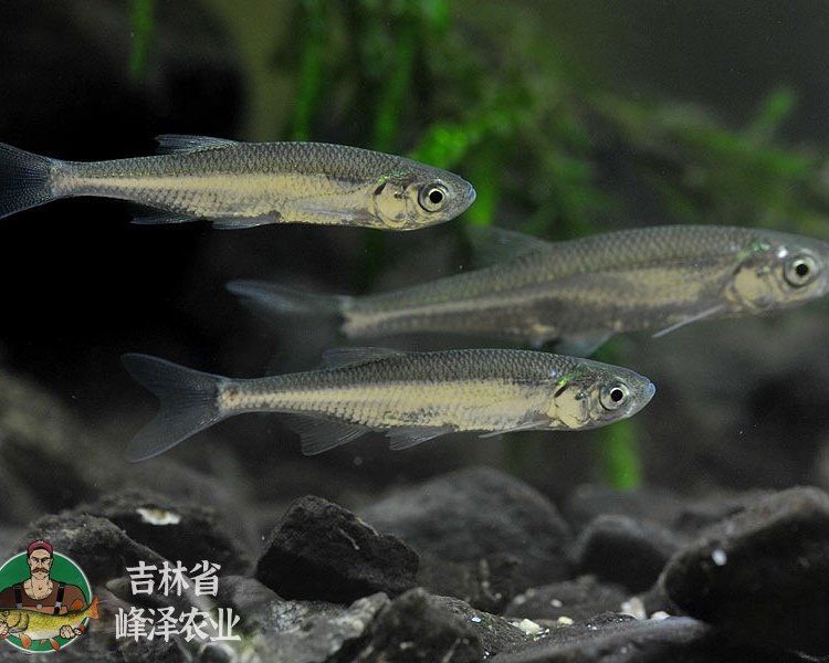 吉林各種規(guī)格白條魚批發(fā)冷凍白條魚產(chǎn)地貨源冷凍白條魚批發(fā)商報價