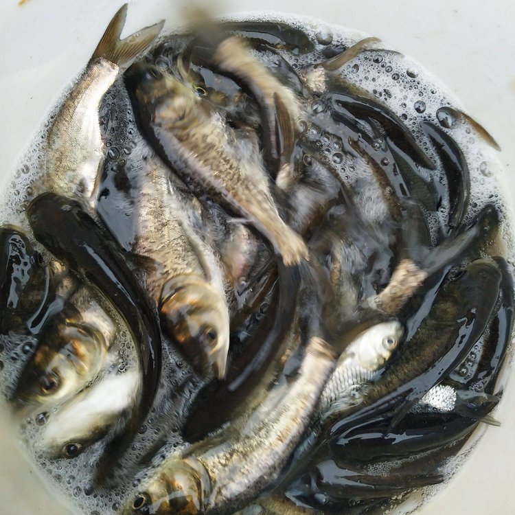 出售四大家魚魚苗白鰱魚苗一手貨源網(wǎng)箱花鰱魚苗品質好