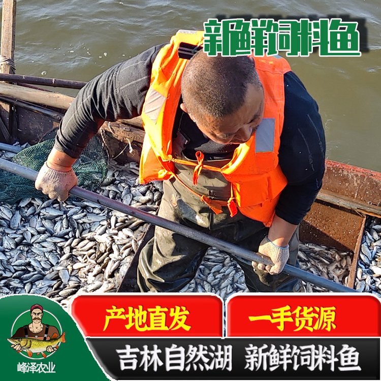 大量冷凍鯽魚(yú)批發(fā)出售冰凍飼料魚(yú)批發(fā)2元左右一斤的凍魚(yú)