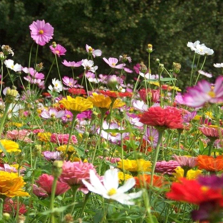 野花組合種子打造多年生四季開花花?；ɑ芑ǚN綠化花籽