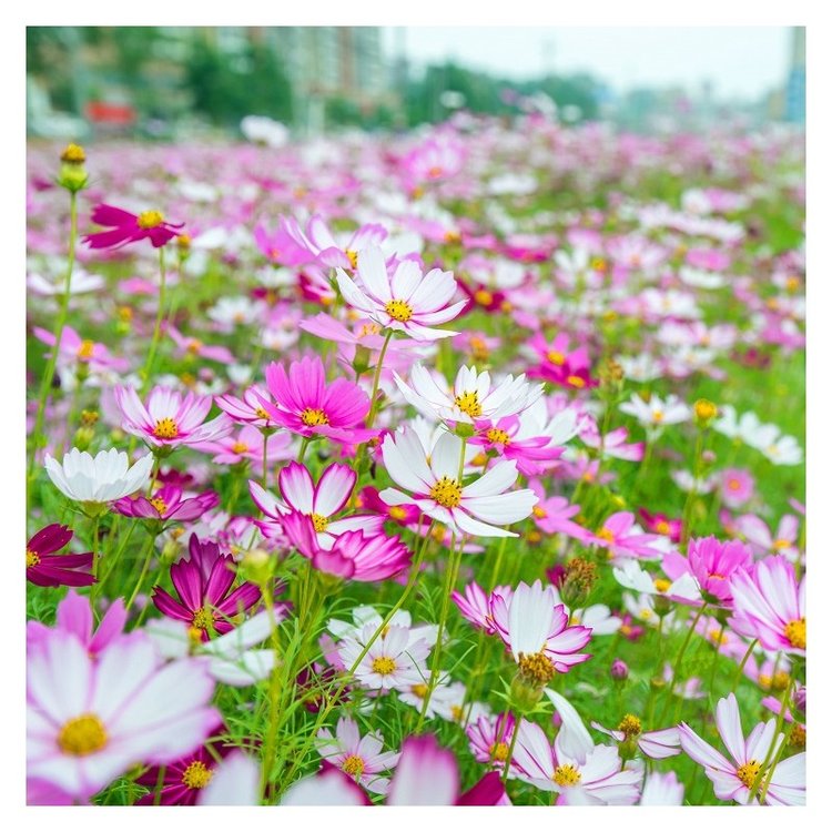 波斯菊種子混色高桿矮桿格?；ňG化工程花卉花種