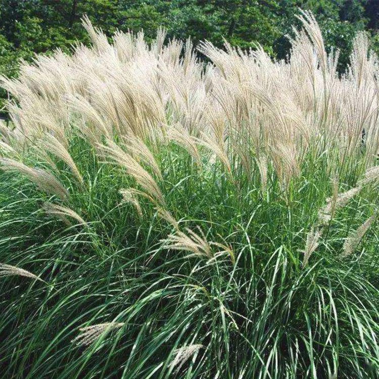 野芒草種子多年生叢生草本植物護坡綠化觀賞草籽牧草草種