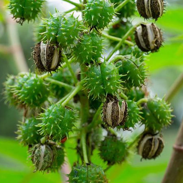 蓖麻種子多年生耐熱耐旱護坡綠化工程常用灌木植物喬木草籽