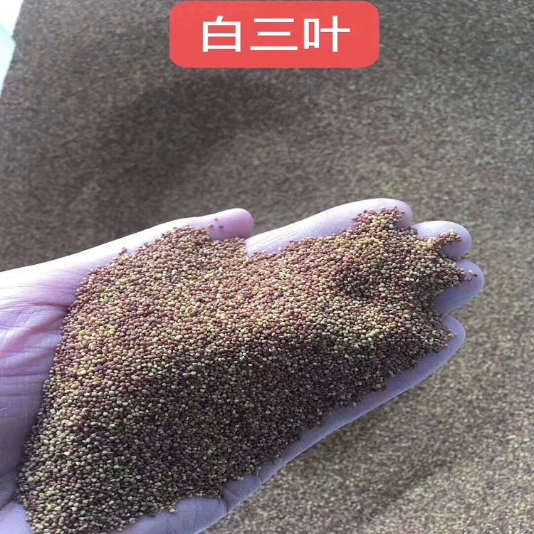 眾興生態(tài)護(hù)坡綠化草種四季青草白三葉草種噴播植草