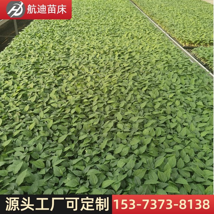 生產(chǎn)大棚活動(dòng)苗床溫室種植網(wǎng)格育苗網(wǎng)的用途