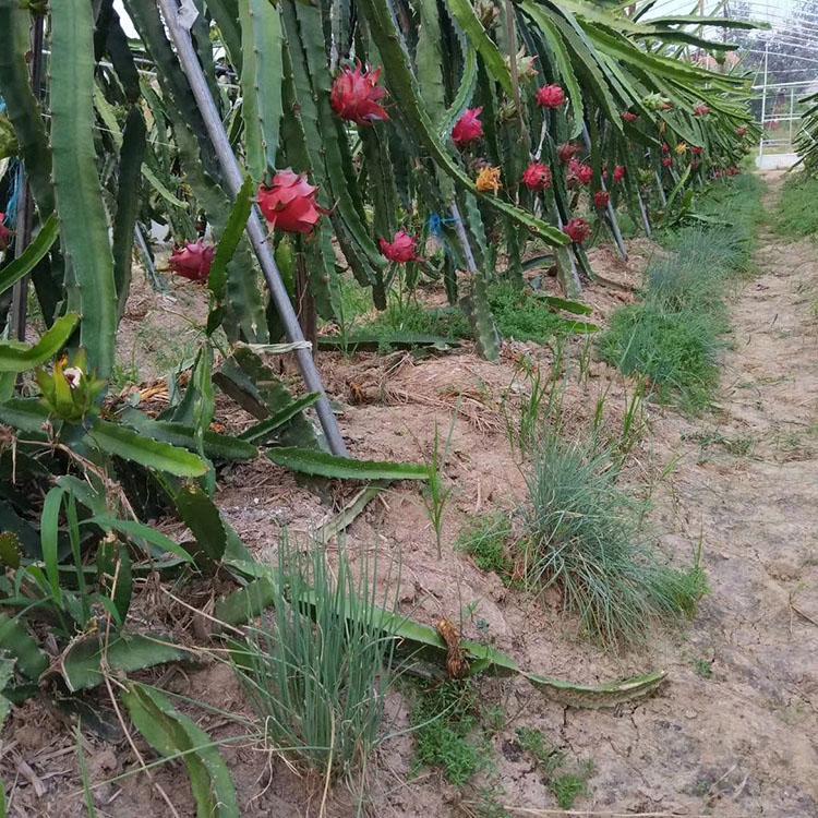 雙暉溫室無(wú)水種植綠蘿等綠植大棚可就近安排焊接拼裝