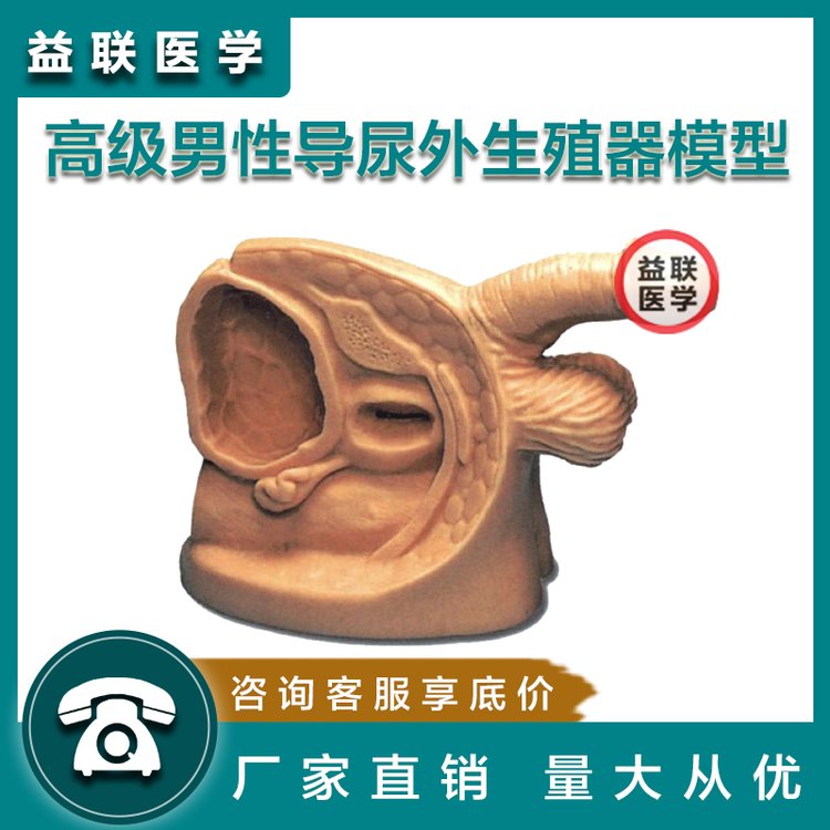 益聯(lián)醫(yī)學(xué)高級男性導(dǎo)尿外生殖器模型男生殖器解剖展示教學(xué)用具