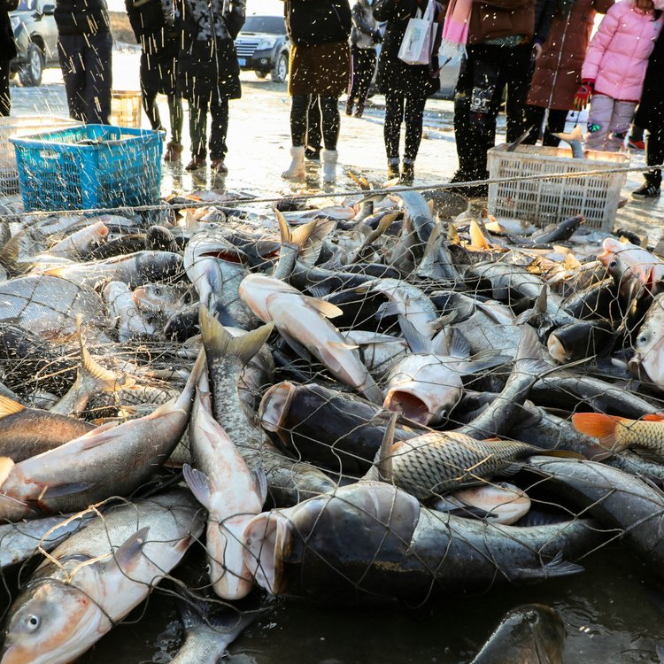 花鰱魚批發(fā)市場花鰱魚進(jìn)貨渠道大花鰱魚價(jià)格