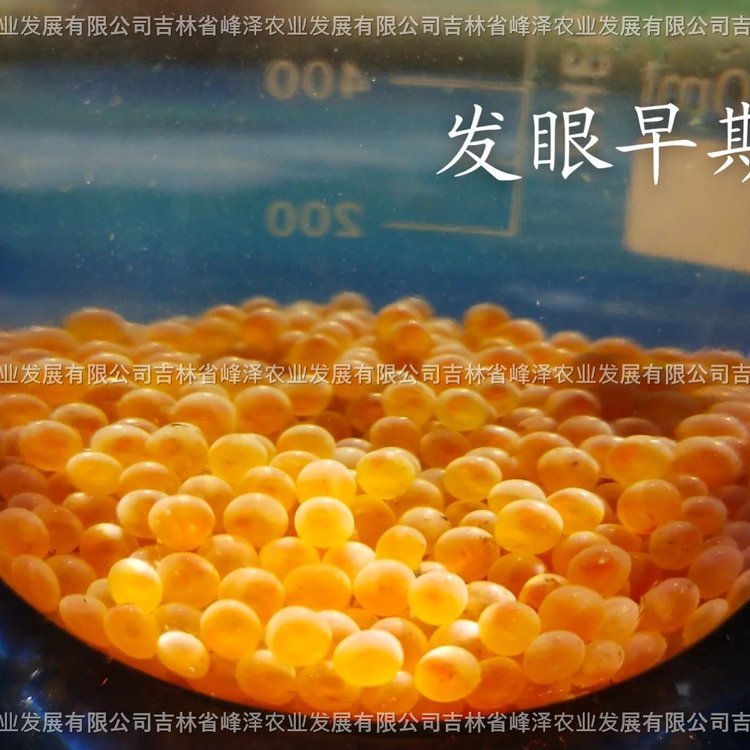 黑龍江鮮活七彩鮭魚苗貨源水庫大量養(yǎng)殖花糕紅點(diǎn)鮭魚卵七彩鮭魚卵一手貨源產(chǎn)地直發(fā)