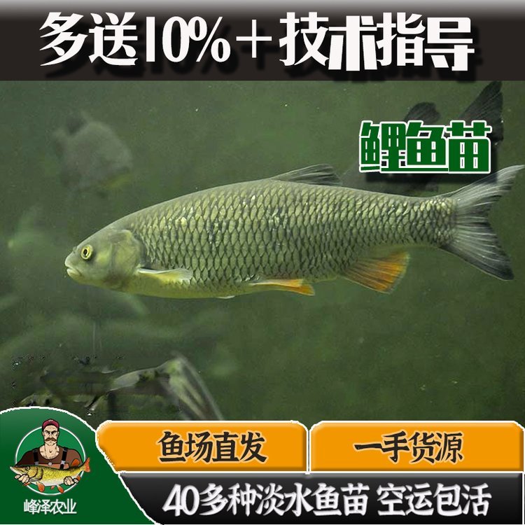 長春市各種淡水魚苗批發(fā)九臺水庫放生魚苗批發(fā)雙陽釣場放釣魚苗批發(fā)