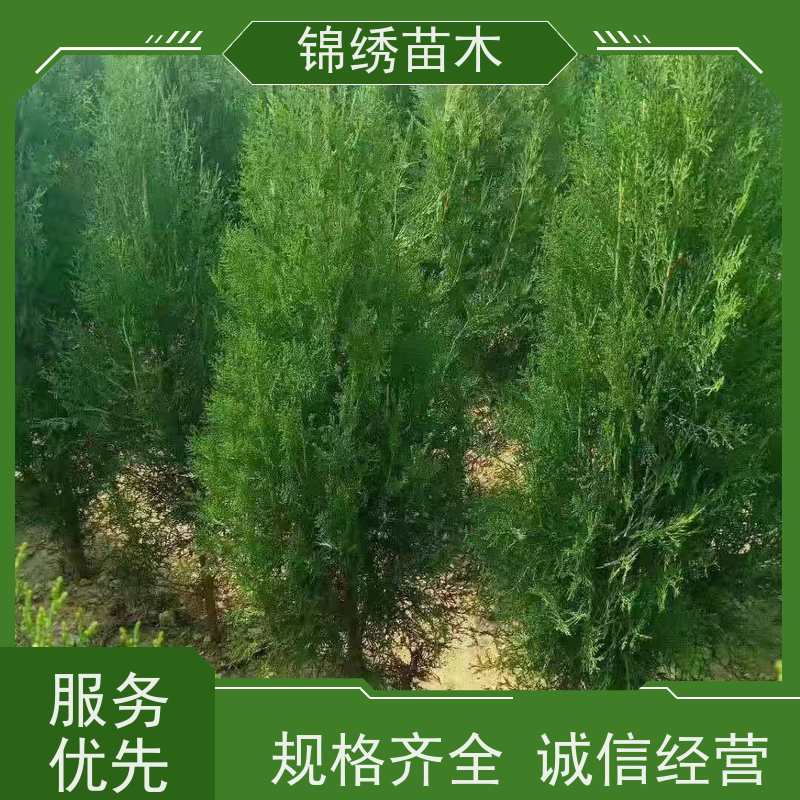 側柏苗大型綠化營養(yǎng)杯側柏樹苗壽命長抵御風沙耐貧瘠治理防護荒山