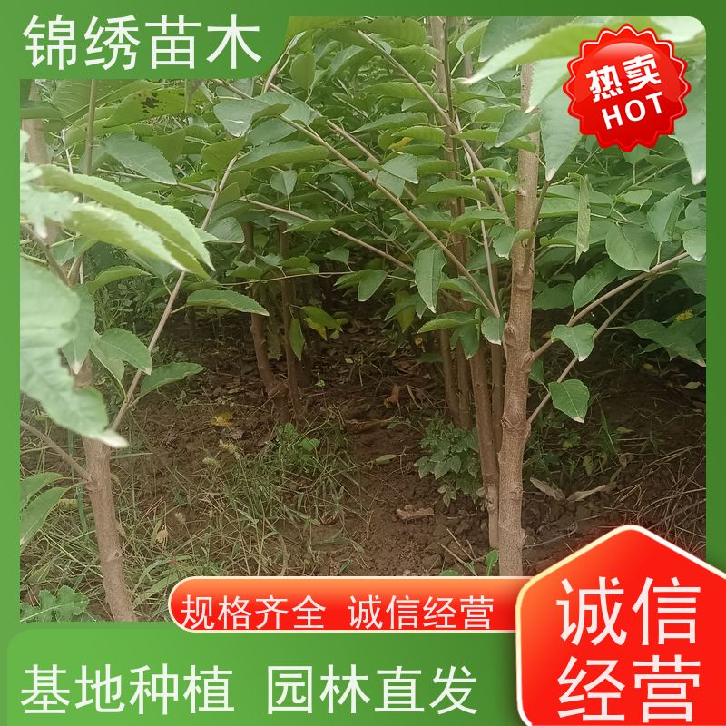 大棚櫻桃樹(shù)苗俄羅斯8號(hào)易成花瑞德櫻桃苗供應(yīng)基地豐產(chǎn)期長(zhǎng)口感好