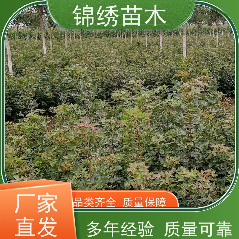 基地大量供應(yīng)叢生元寶楓樹苗耐寒園林工程防護(hù)林工礦區(qū)綠化樹種