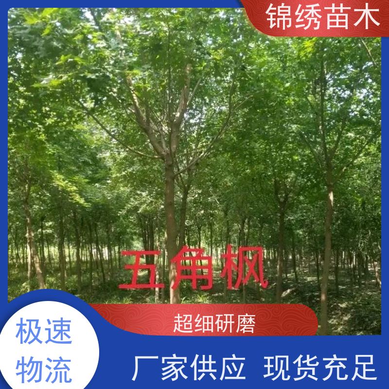 五角楓苗定桿五角楓叢生五角楓樹(shù)彩葉樹(shù)別墅景區(qū)園林綠化工程用苗